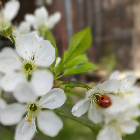 Besinndich Apartment *