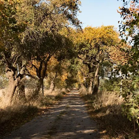 Besinndich * Nebelin