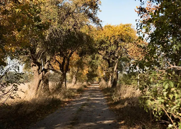 Besinndich * Nebelin